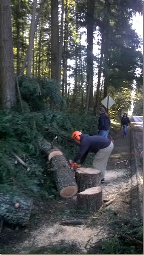 11-21 neighborhood tree 7