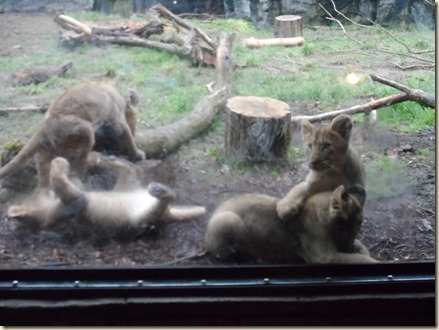 2-14 Piper's 5th! zoo 7