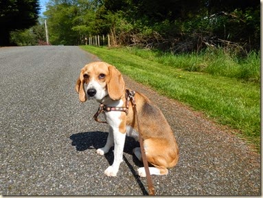 4-18 Piper & Daisy 3